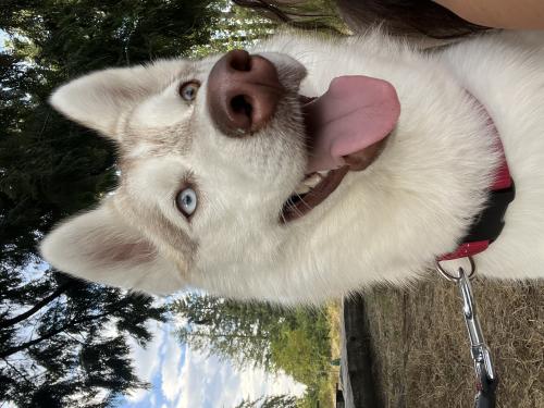 Lost Female Dog last seen Old Yale road , Surrey, BC V3T 3T7