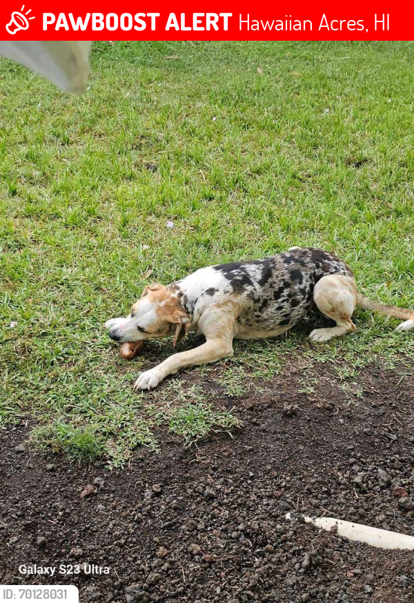 Lost Female Dog last seen Rd C7 Hawaiian acres , Hawaiian Acres, HI 96760
