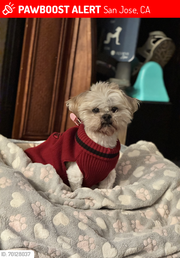 Lost Male Dog last seen Senter Road and Forestbrook way , San Jose, CA 95111