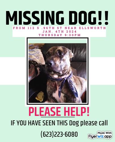 Lost Male Dog last seen Main/Ellsworth , Mesa, AZ 85208