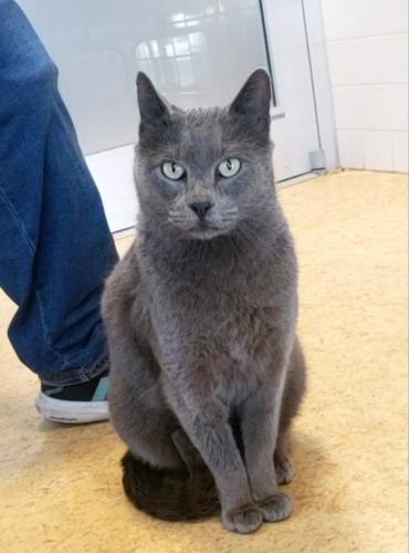 Lost Male Cat last seen Wilmeth at Kimbrough , McKinney, TX 75071