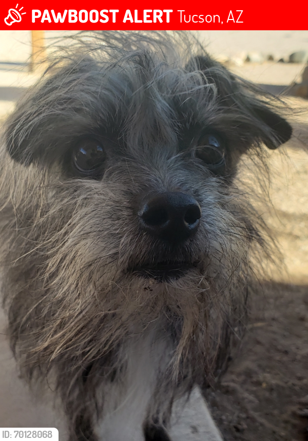 Lost Male Dog last seen Dodge and Bellevue , Tucson, AZ 85716