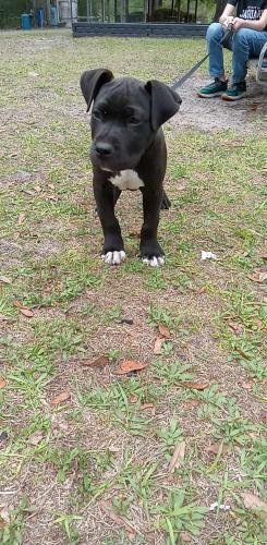 Lost Male Dog last seen Belladonna St , Middleburg, FL 32068