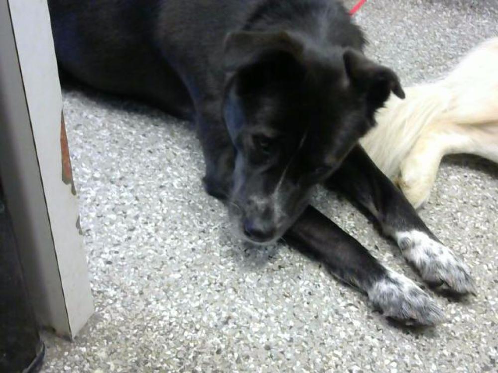 Shelter Stray Female Dog last seen WOODBURY PIKE - 3 DAYS, Murfreesboro, TN 37129