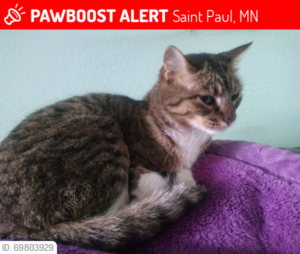 Lost Female Cat last seen Forest, Saint Paul, MN 55106
