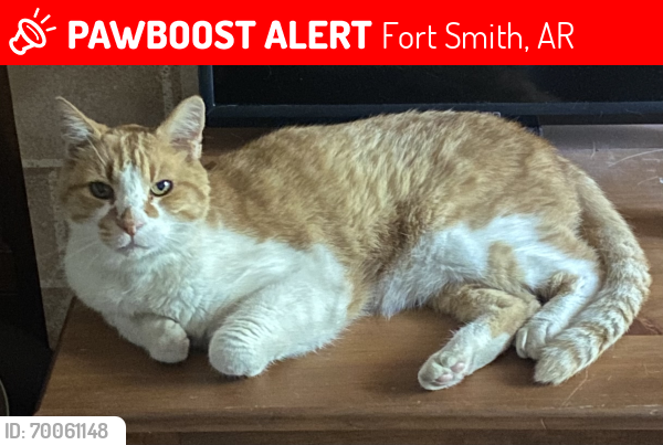 Lost Male Cat last seen Fianna Hills, Fort Smith, AR 72908