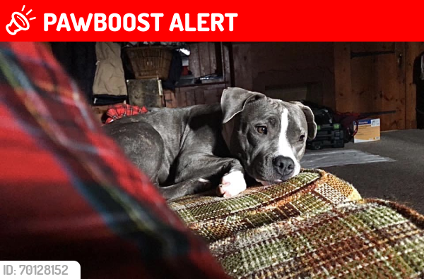 Lost Female Dog last seen Yankee Doodle Rd , Inver Grove Heights, MN 55077