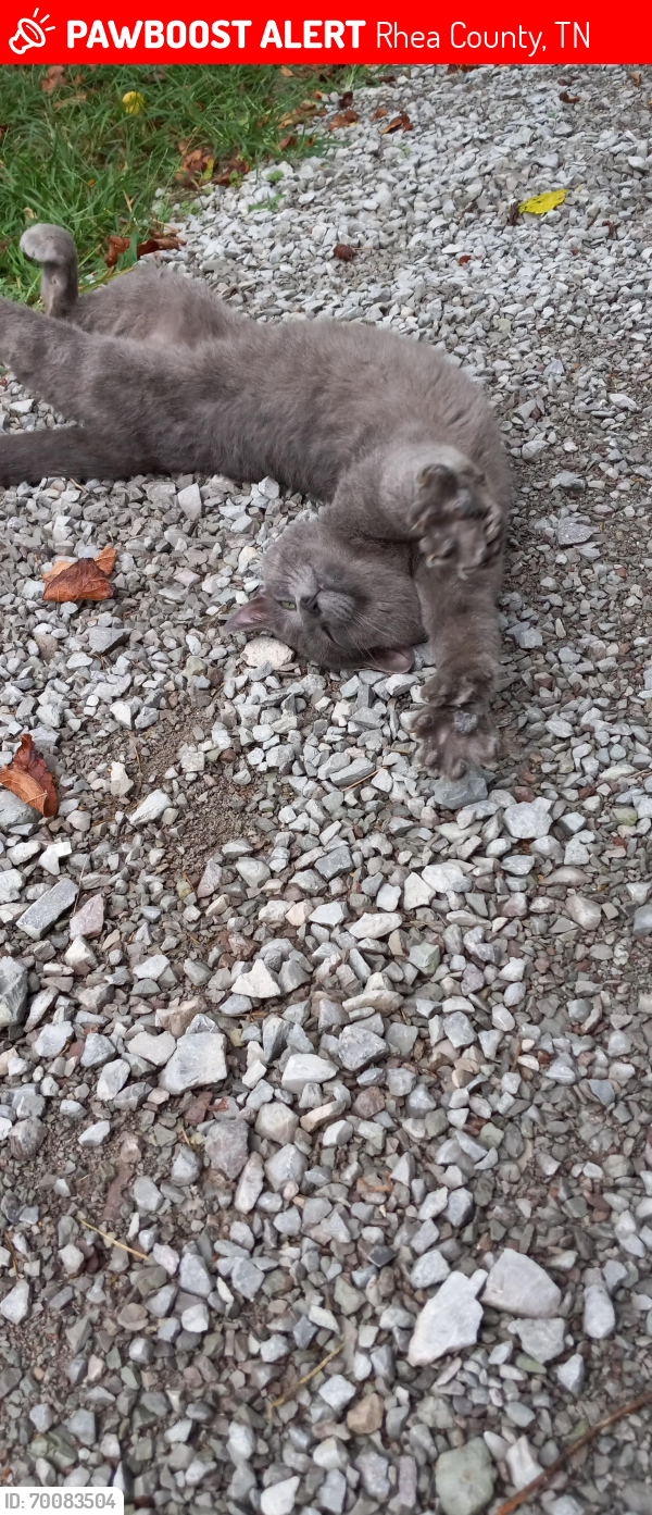 Lost Male Cat last seen Wolf creek by the Baptist church , Rhea County, TN 37381
