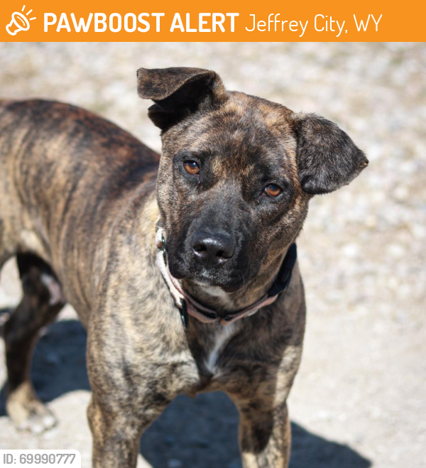 Shelter Stray Female Dog last seen , Jeffrey City, WY 82310