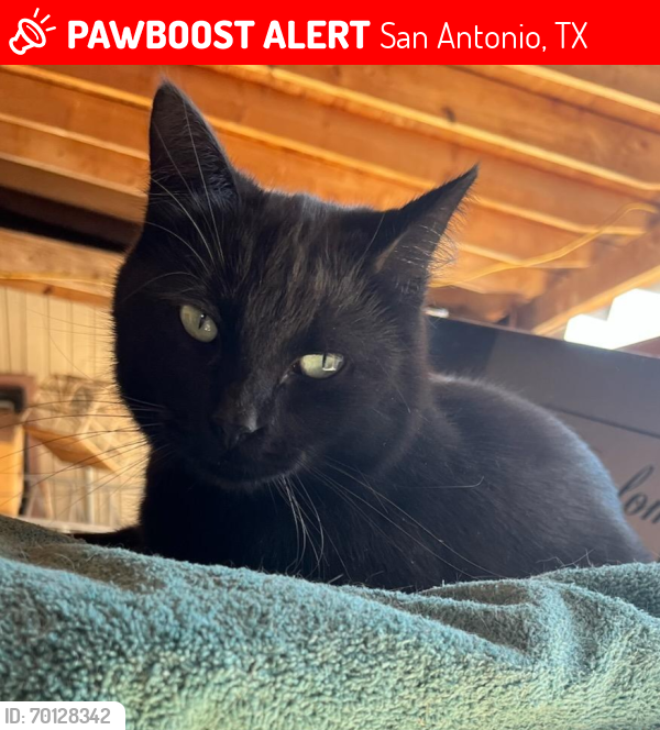 Lost Female Cat last seen Joe Blanks st & 42nd st , San Antonio, TX 78237