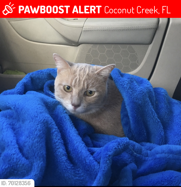 Lost Male Cat last seen Winston Park West, Coconut Creek, FL 33073