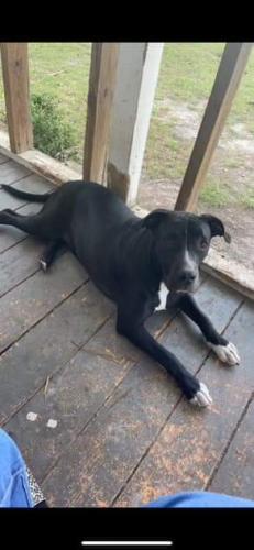 Lost Male Dog last seen Woodville Hwy Tallahassee. FL 32305, Woodville, FL 32305