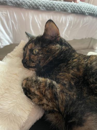 Lost Female Cat last seen Fall of nuse, Raleigh, NC 27614