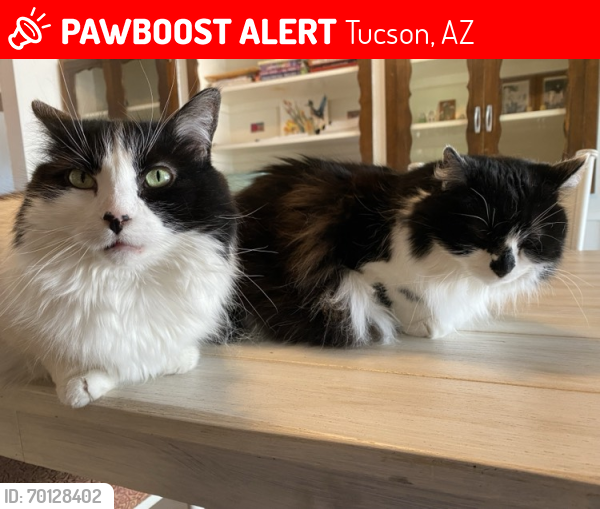 Lost Female Cat last seen 5th and Rosemont, Tucson, AZ 85711