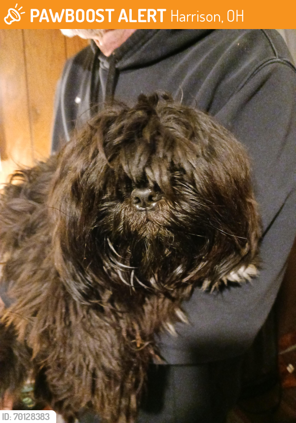 Harrison, OH Stray Male Dog Found Near Citation | PawBoost