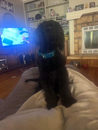 Lost Male Dog last seen North hwy 49, Jackson, MS 39209