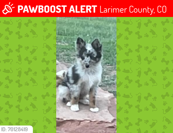 Lost Female Dog last seen County rd 15, Larimer County, CO 80549