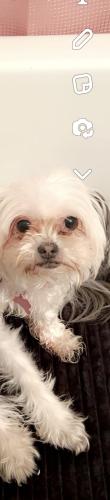 Lost Female Dog last seen Broadway and Val vista, Mesa, AZ 85206