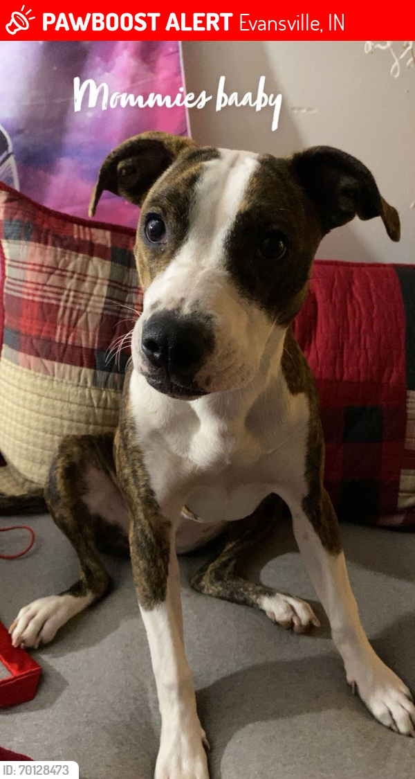 Lost Female Dog last seen Near maplewood circle, Evansville, IN 47714