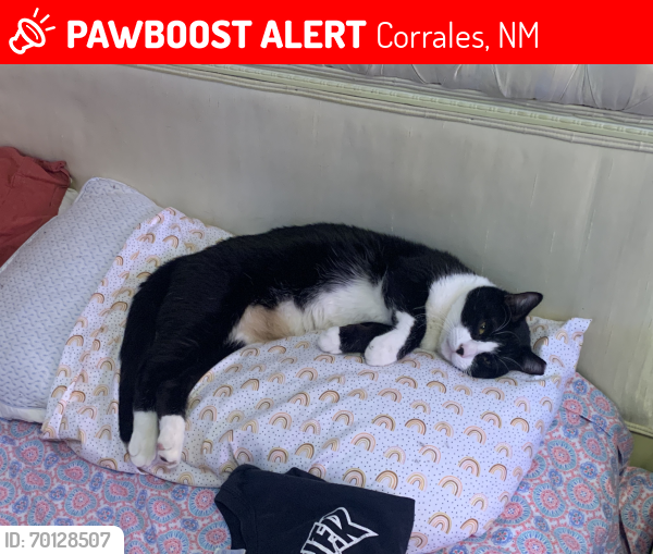 Lost Male Cat last seen Hanna and Nate’s, Corrales, NM 87048