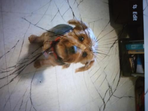 Lost Female Dog last seen Culver and Lexington st., Baltimore, MD 21229