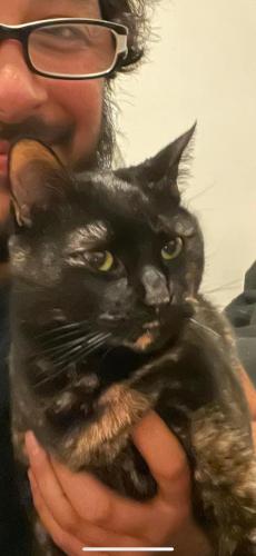 Lost Female Cat last seen The Anthony at Canyon Springs , San Antonio, TX 78258
