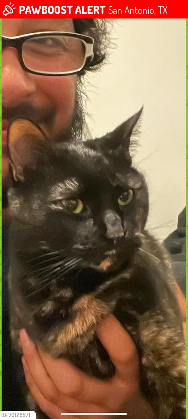 Lost Female Cat last seen The Anthony at Canyon Springs , San Antonio, TX 78258