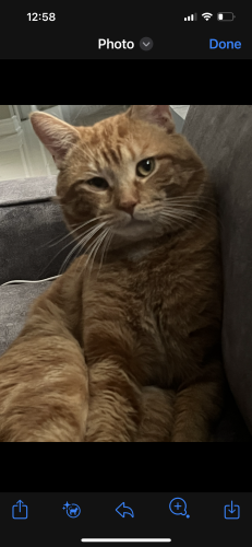 Lost Male Cat last seen liverpool and finch , Pickering, ON 