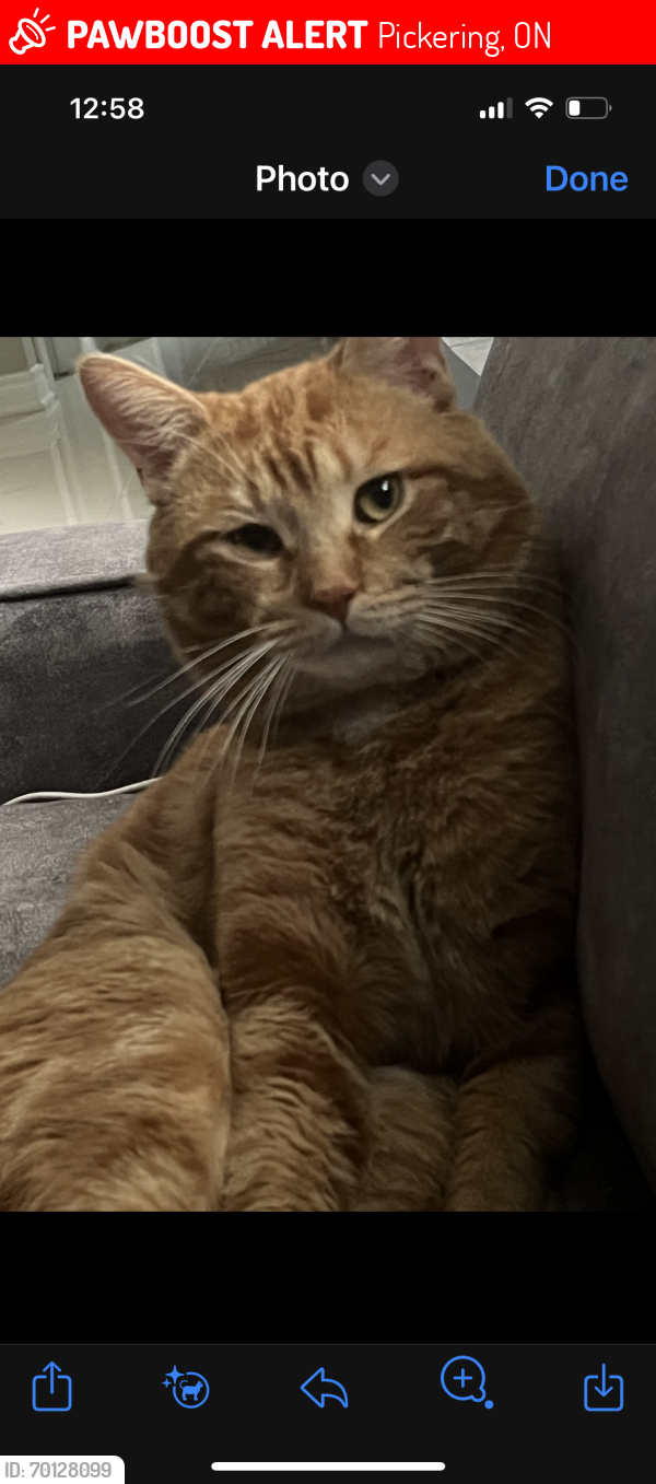 Lost Male Cat last seen liverpool and finch , Pickering, ON 