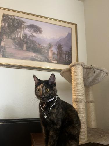 Lost Female Cat last seen Plymouth & Lakeview Ave.d, San Francisco, CA 94112
