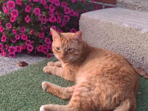 Lost Male Cat last seen Port credit Mississauga, Lakeshore and oakwood, Mississauga, ON L5G