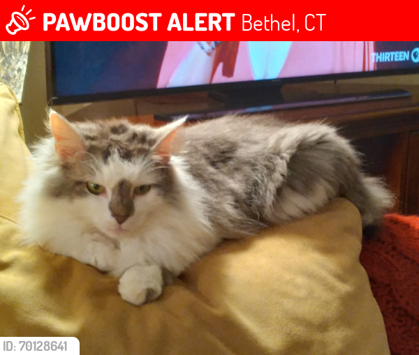 Lost Male Cat last seen Near near Linda Lane and Taylor Road, Bethel, CT 06801