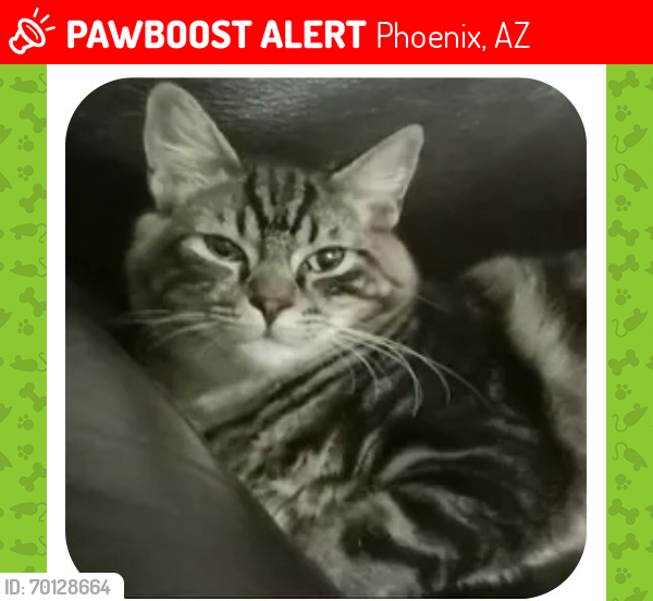 Lost Male Cat last seen 32st bell road , Phoenix, AZ 85032