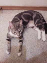 Lost Male Cat last seen Pass Americacold close to Rd 3, Moses Lake, WA 98837