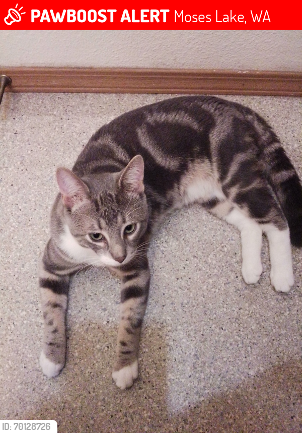Lost Male Cat last seen Pass Americacold close to Rd 3, Moses Lake, WA 98837