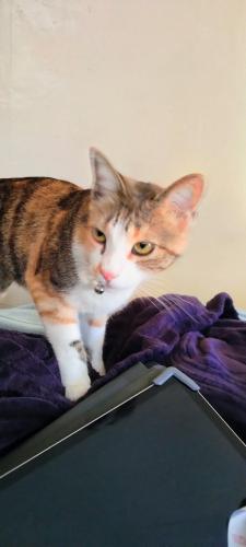 Lost Female Cat last seen Derby st Arvin ca, Arvin, CA 93203