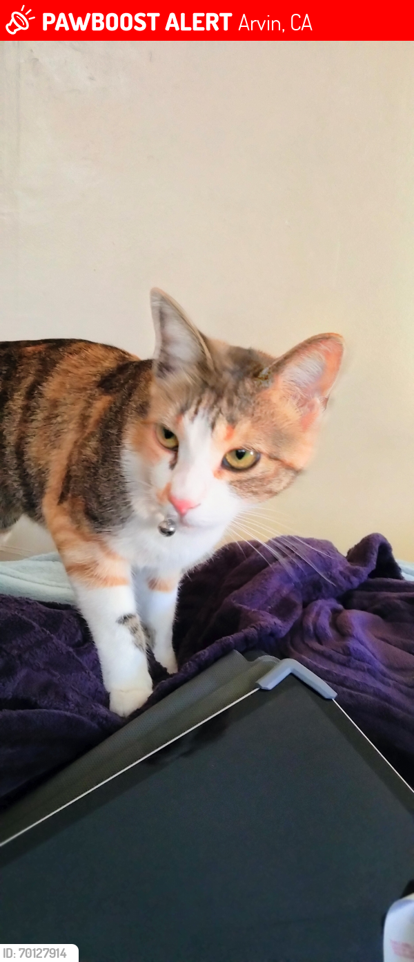 Lost Female Cat last seen Derby st Arvin ca, Arvin, CA 93203