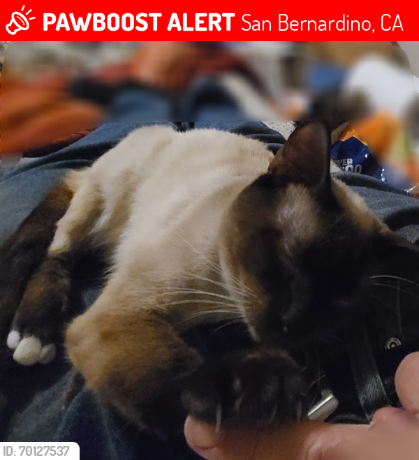 Lost Male Cat last seen Eureka & Osbun, San Bernardino, CA 92404