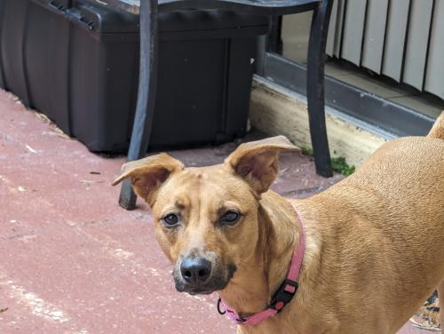 Lost Female Dog last seen Cleary  and Central park N, Plantation, FL 33324
