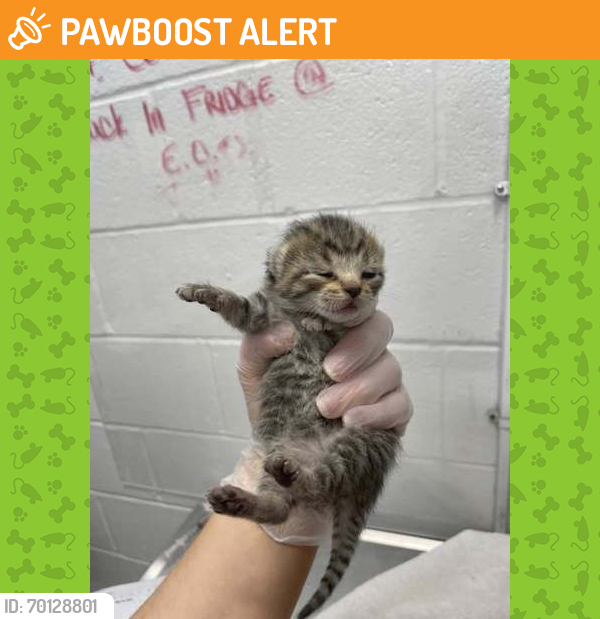 Shelter Stray Female Cat last seen Foster ave 21224, 21224, MD, Baltimore, MD 21230