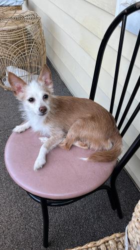 Lost Male Dog last seen S 12 ave Mount Vernon Ny, Mount Vernon, NY 10550