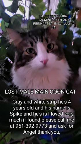 Lost Male Cat last seen Jasmine Court and Reinhart St , San Jacinto, CA 92583