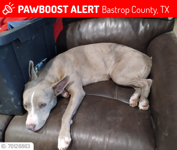 Lost Female Dog last seen Pope Bend and Cedar Lane, Bastrop County, TX 78612
