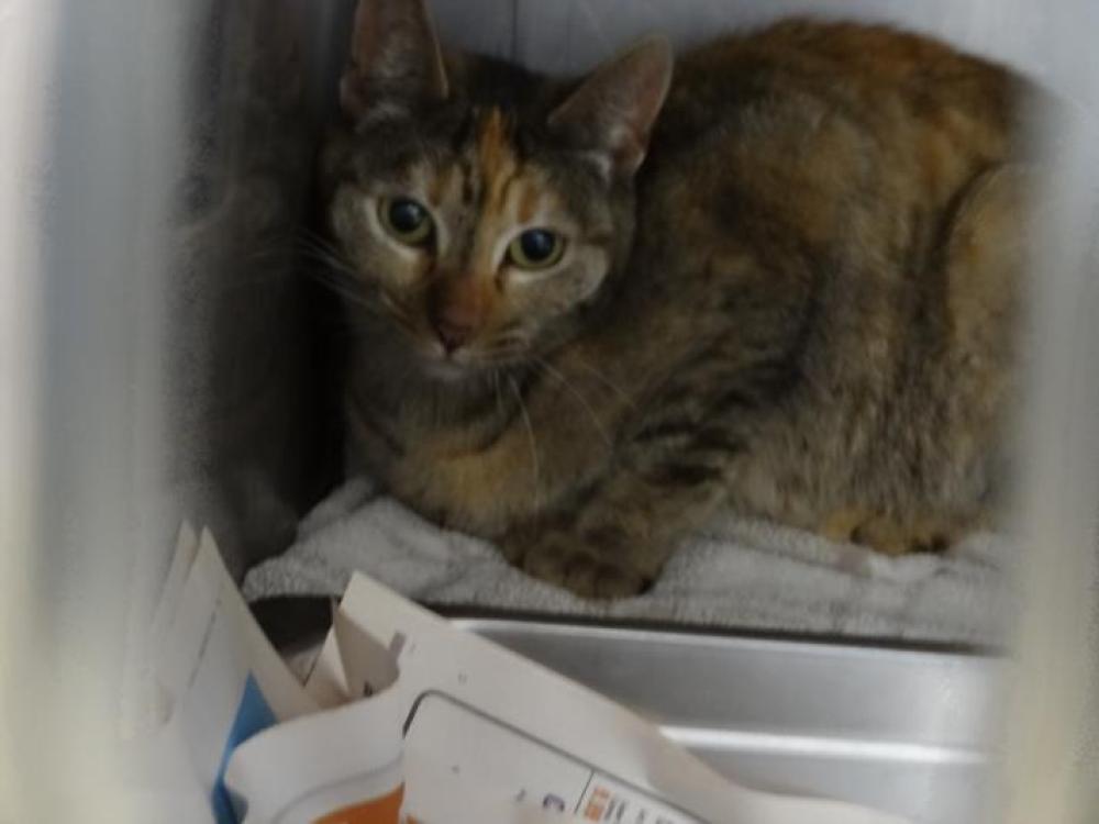Shelter Stray Female Cat last seen , Chatsworth, CA 91311