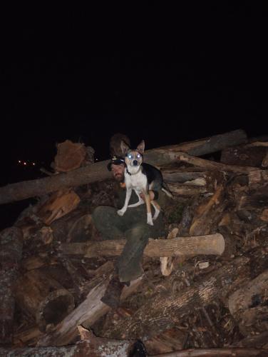 Lost Male Dog last seen The old mulch company buy Murray , Johnson City, TN 37604