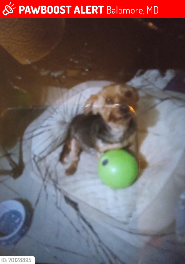 Lost Female Dog last seen North Culver and Lexington st., Baltimore, MD 21229