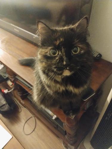 Lost Female Cat last seen W. Tennessee Ave and Morrison Rd denver, Denver, CO 80219