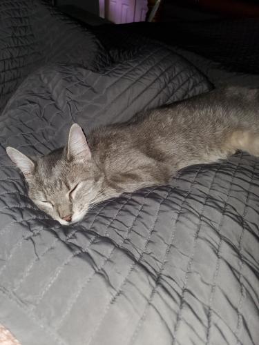Lost Female Cat last seen Chevy chase appartments, Austin, TX 78752
