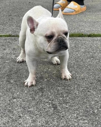 Lost Male Dog last seen Horace Mann elementary, Tacoma, WA 98408