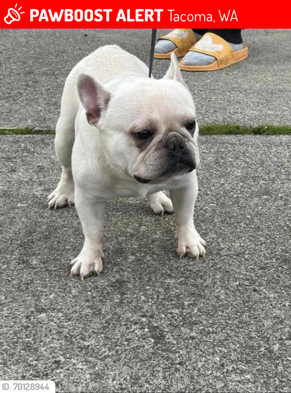 Lost Male Dog last seen Horace Mann elementary, Tacoma, WA 98408